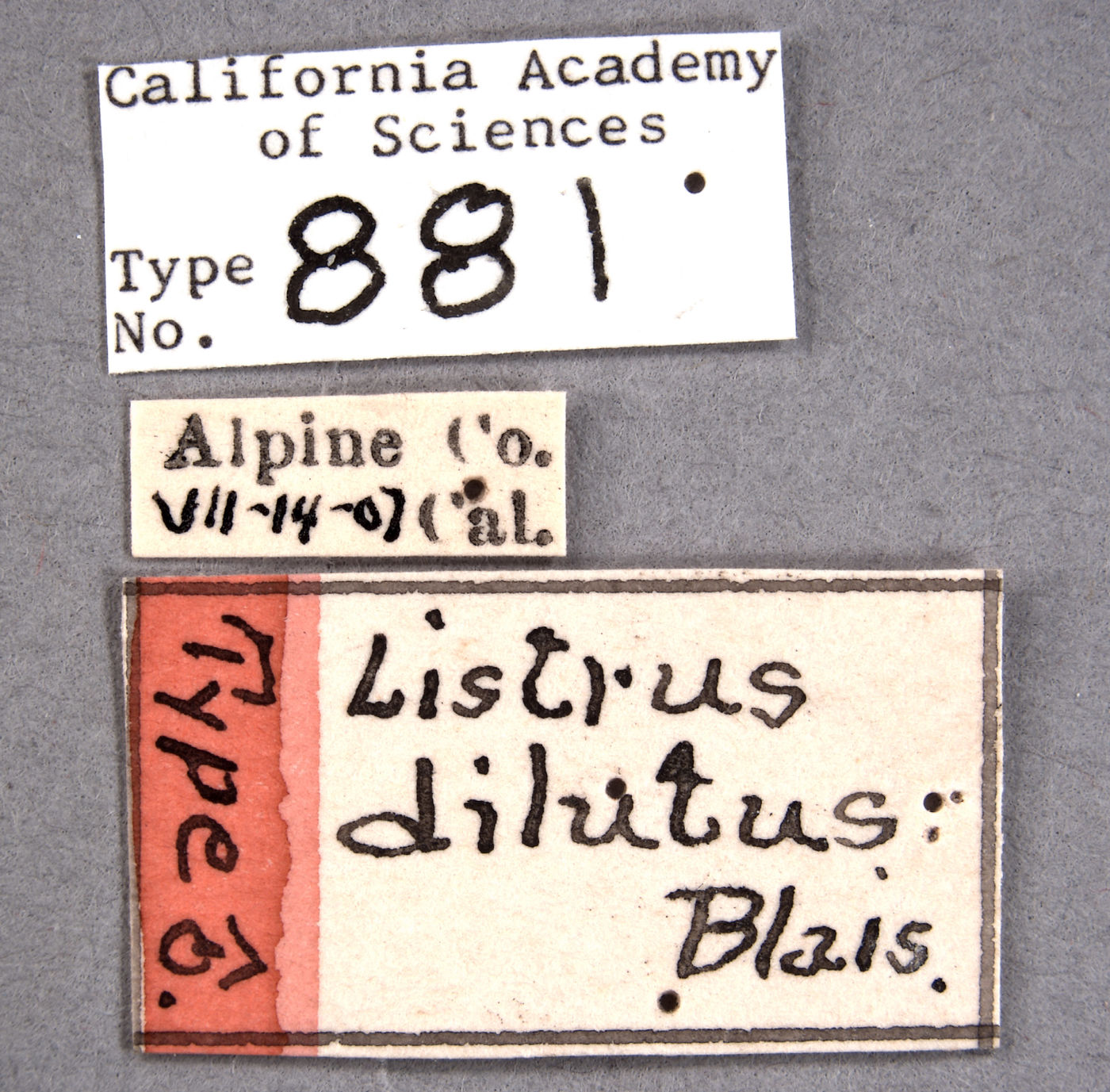 Listrus dilutus image
