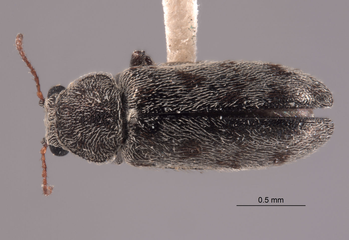 Listrus niveicanthus image