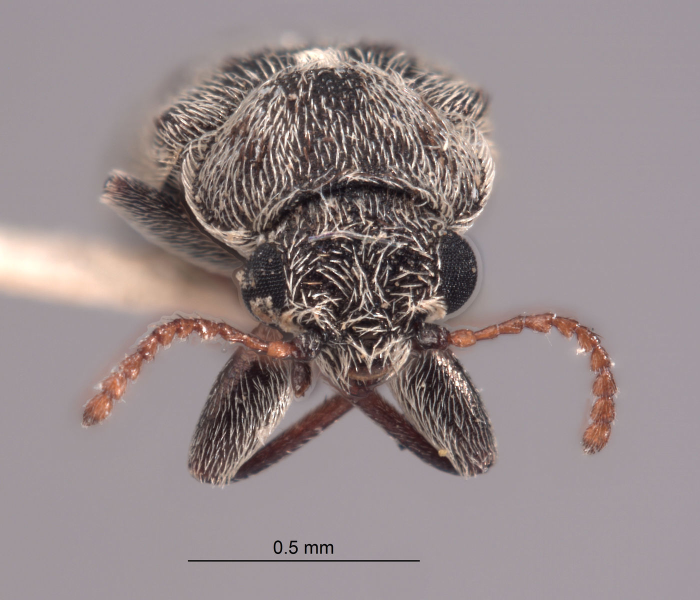 Listrus niveicanthus image