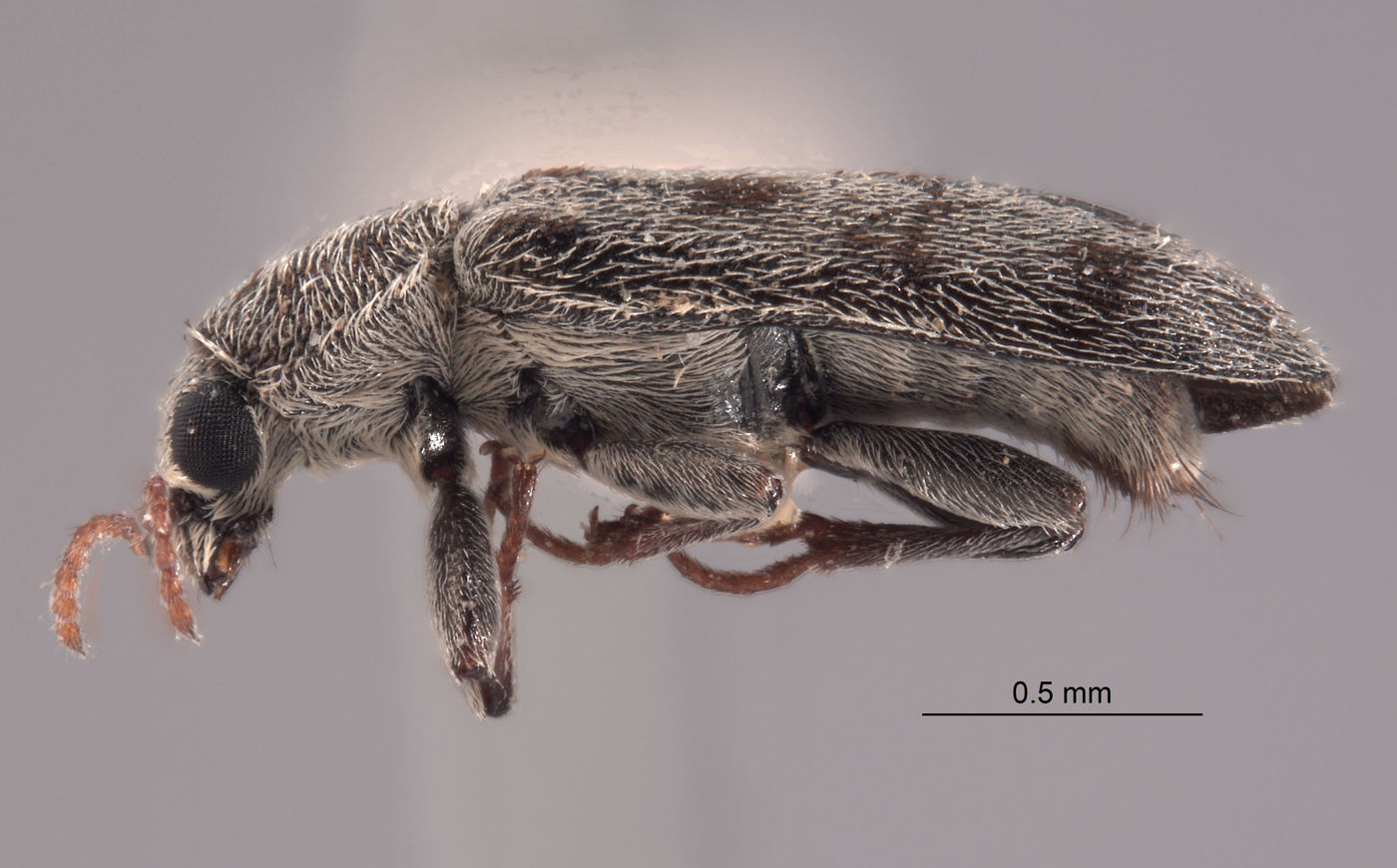 Listrus niveicanthus image
