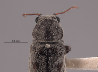 Listrus niveicanthus image