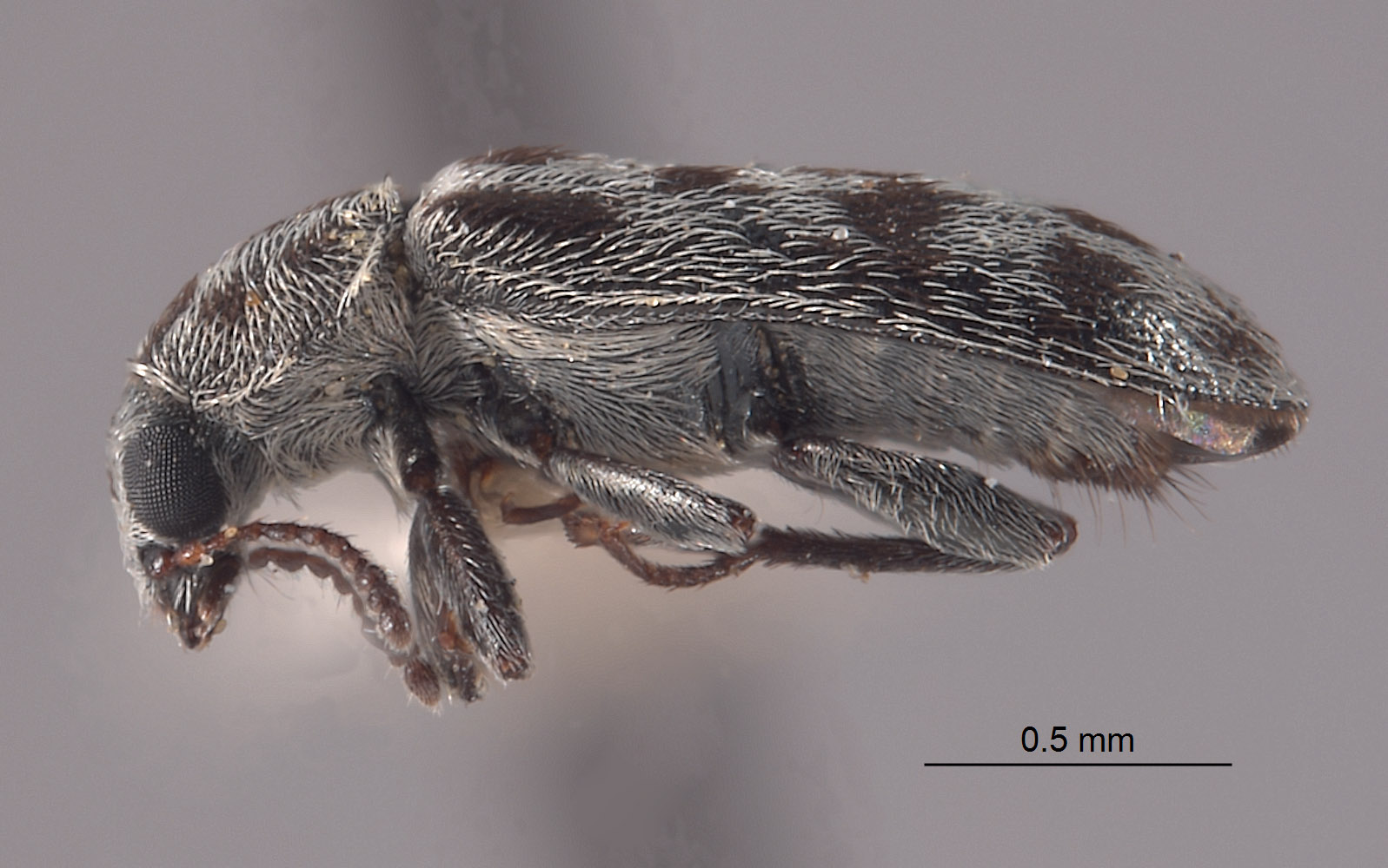 Listrus cervicalis image