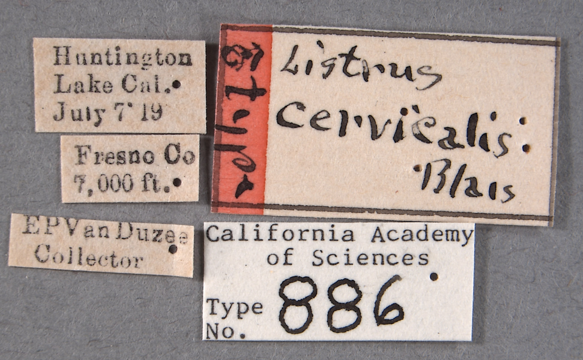 Listrus cervicalis image