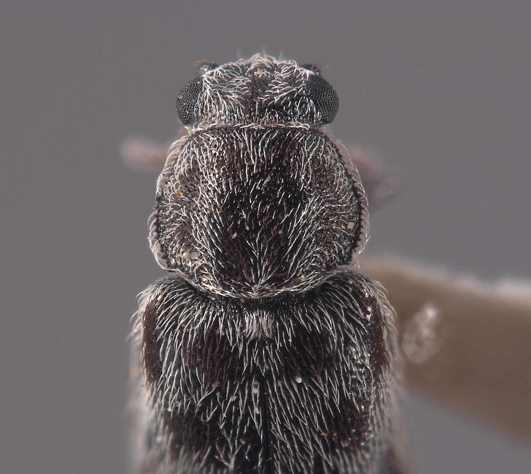 Listrus cervicalis image