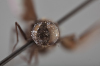 Spongostylum argentatum image