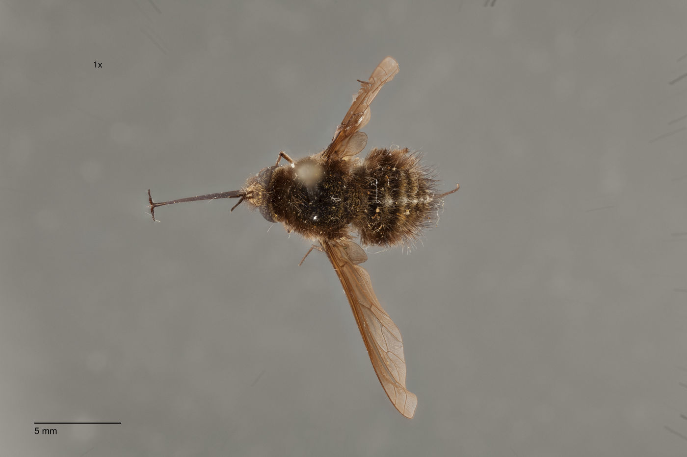 Bombylius silvus image