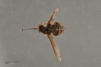 Bombylius silvus image