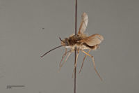 Bombylius silvus image