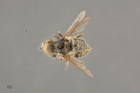 Epacmus nitidus image