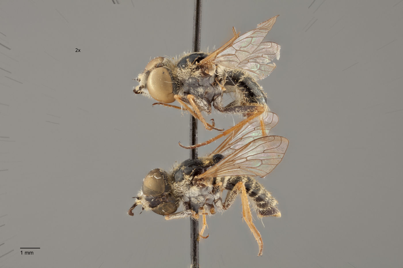 Epacmus nitidus image