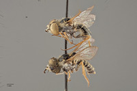 Epacmus nitidus image