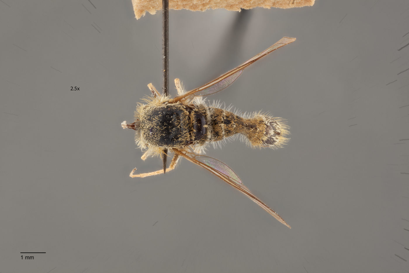 Aphoebantus borealis image