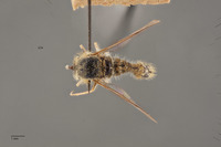 Aphoebantus borealis image