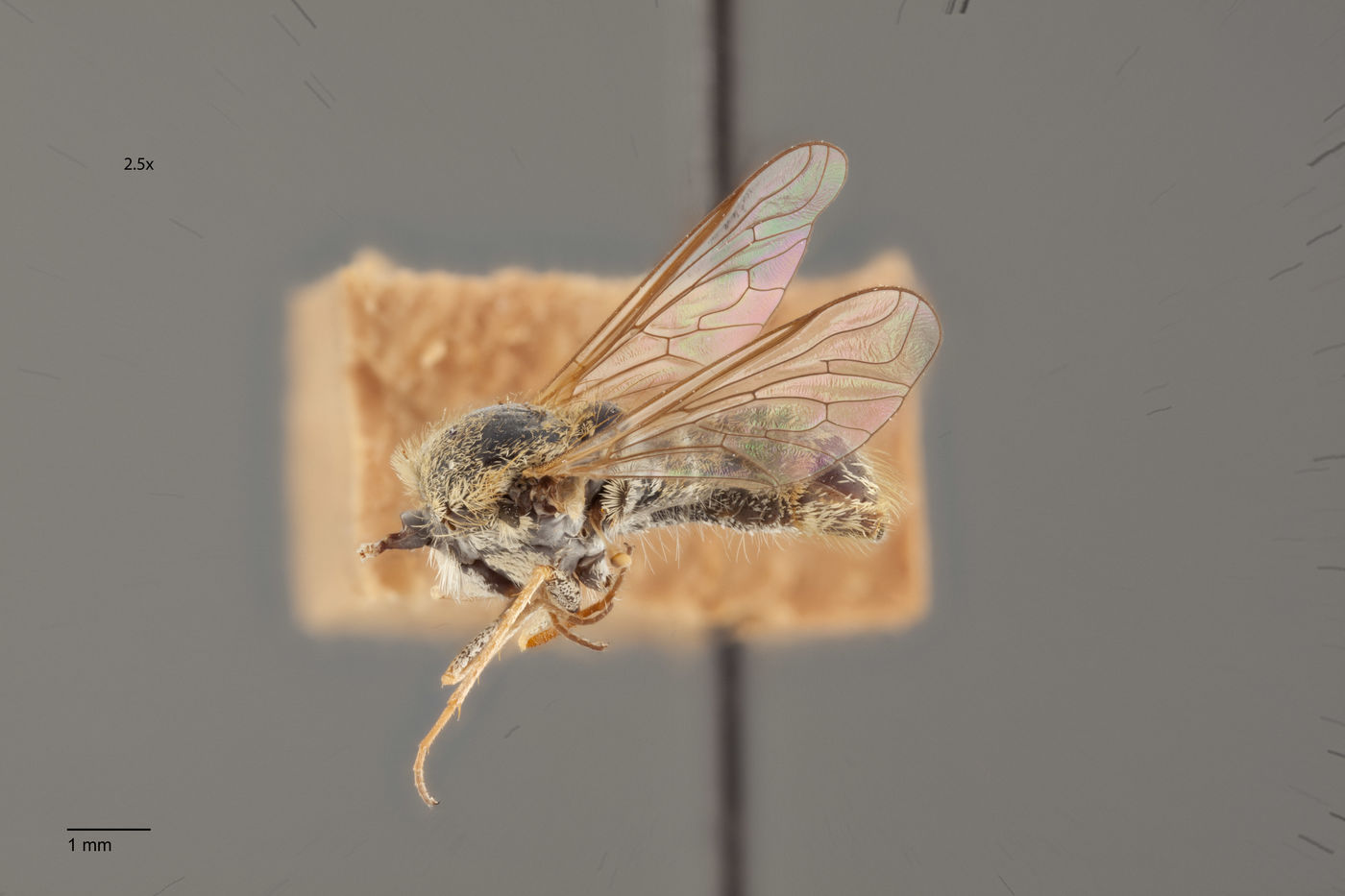 Aphoebantus image