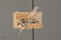 Aphoebantus borealis image
