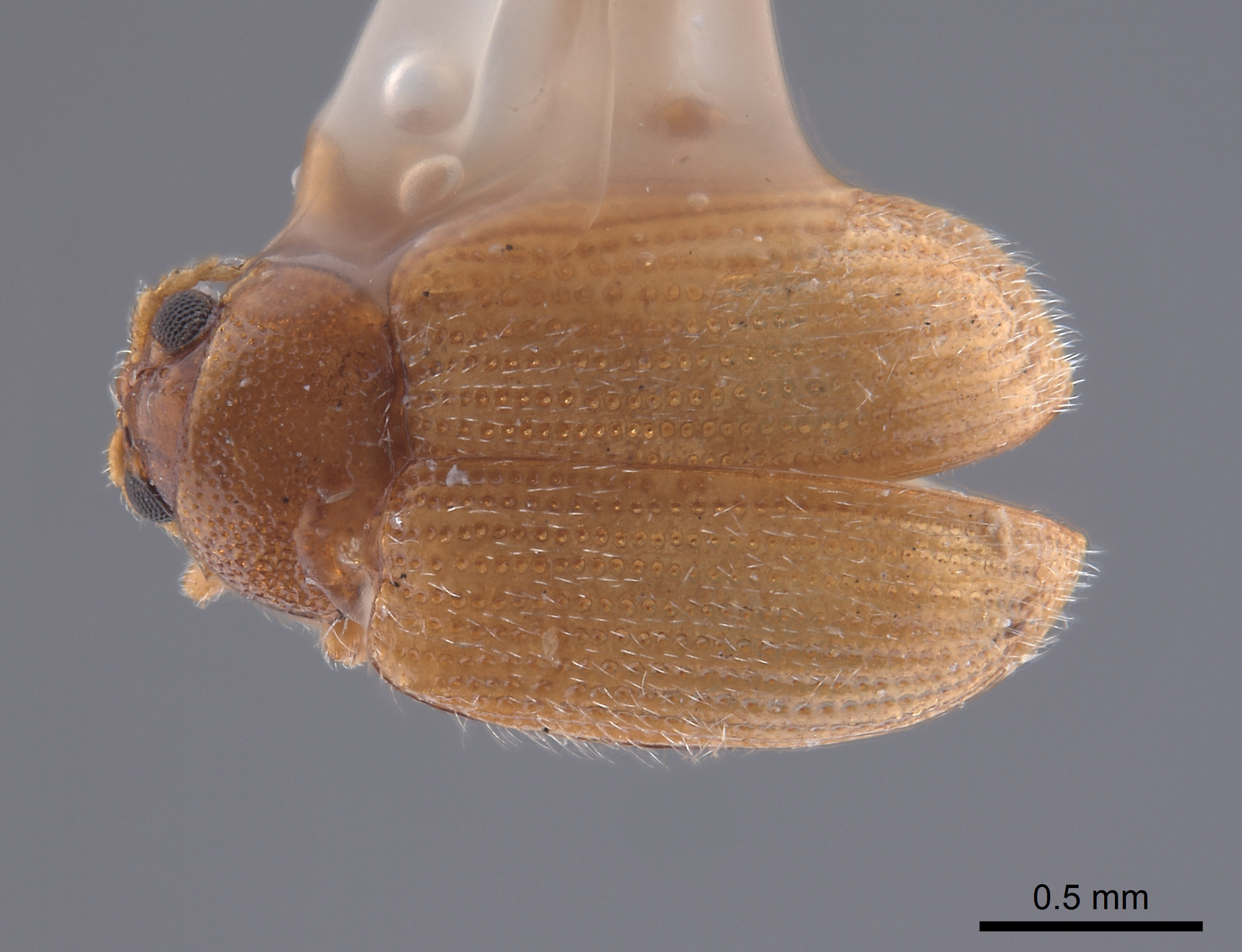 Epitrix flavotestacea image