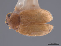Epitrix flavotestacea image