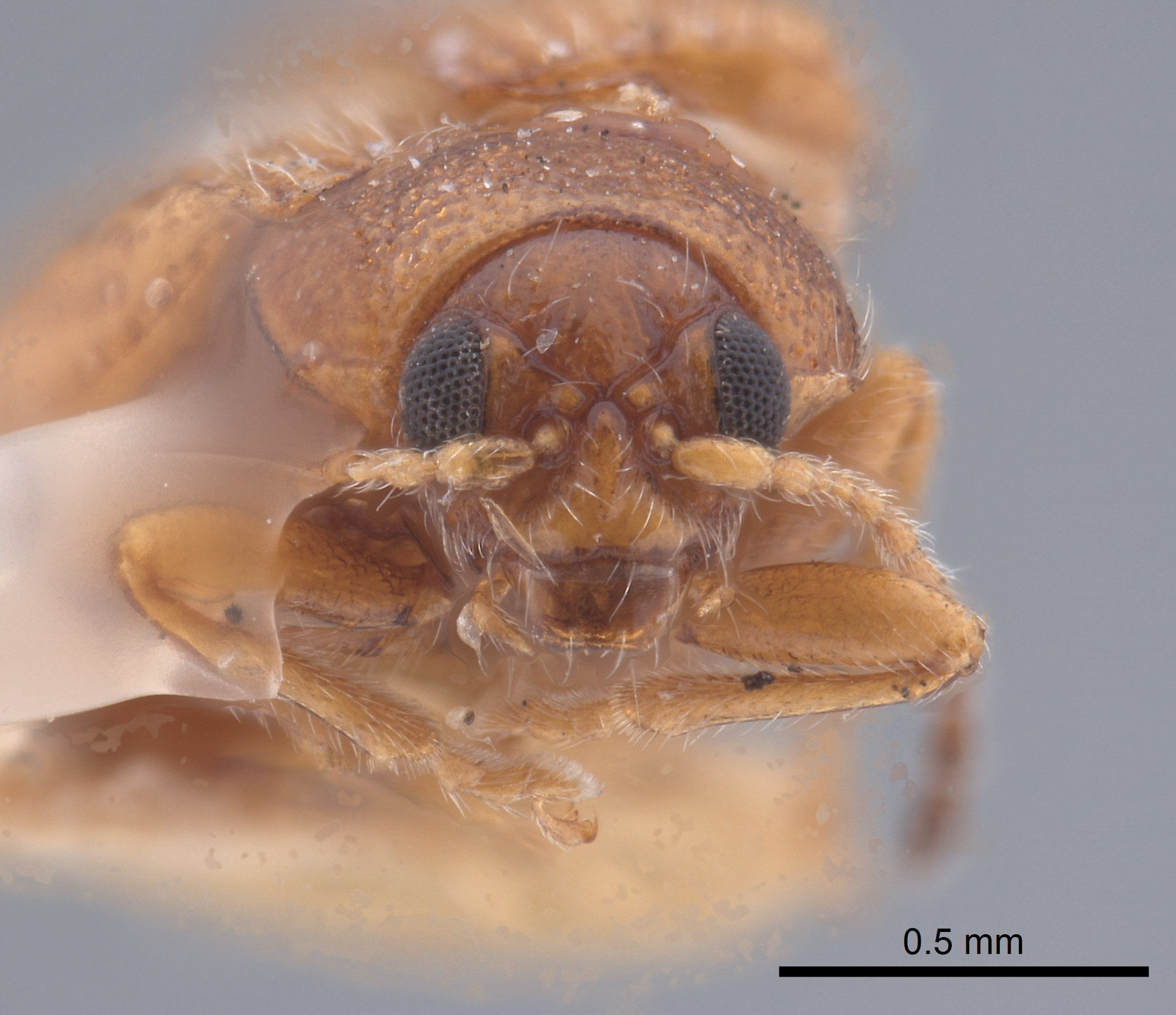 Epitrix flavotestacea image