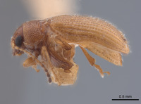 Epitrix flavotestacea image