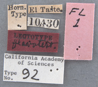 Epitrix flavotestacea image