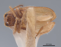 Image of Epitrix flavotestacea