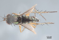 Paraclius maritimus image