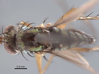 Paraclius maritimus image