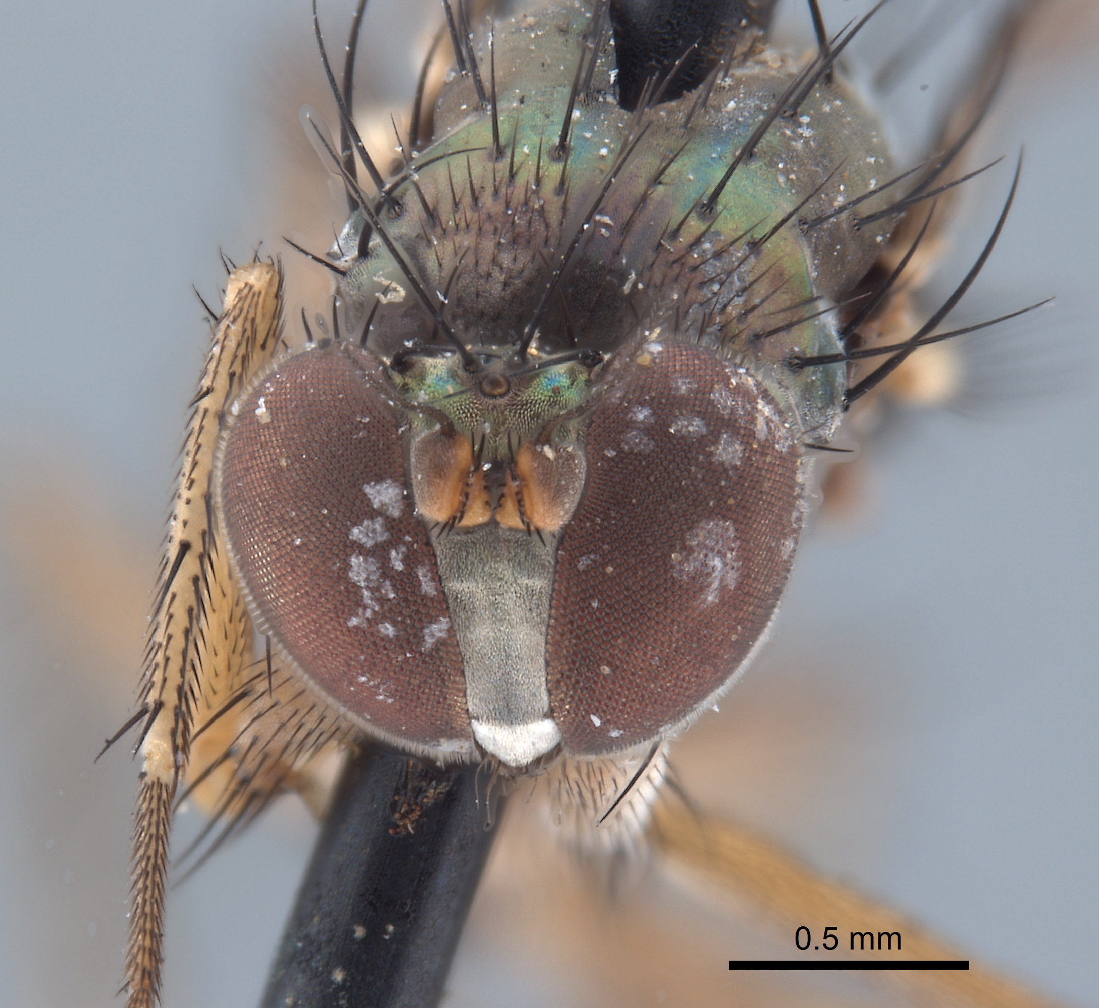 Paraclius maritimus image