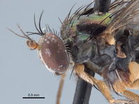 Paraclius maritimus image