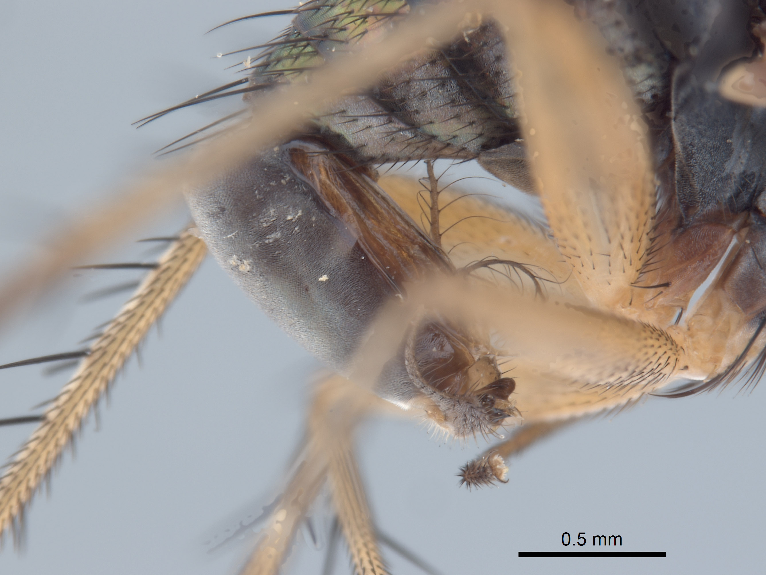 Paraclius maritimus image