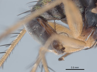 Paraclius maritimus image