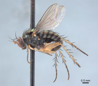 Paraclius maritimus image