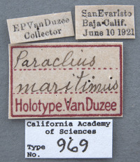 Paraclius maritimus image