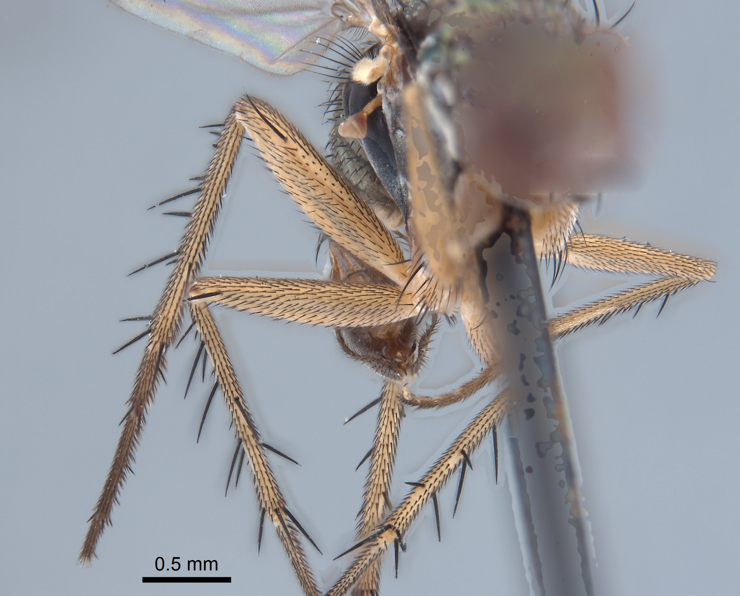 Paraclius maritimus image