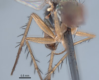 Paraclius maritimus image