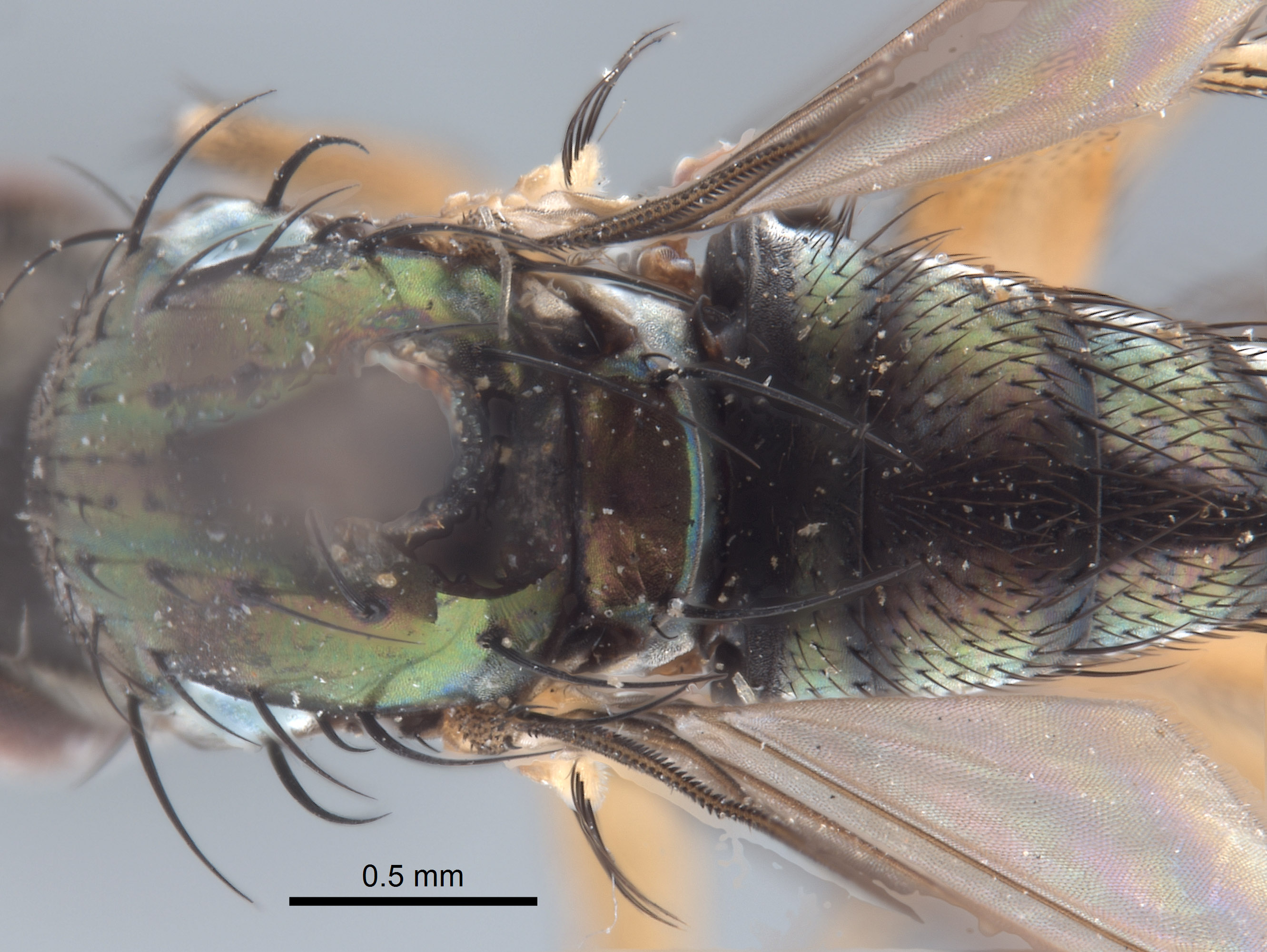 Paraclius maritimus image