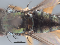 Paraclius maritimus image