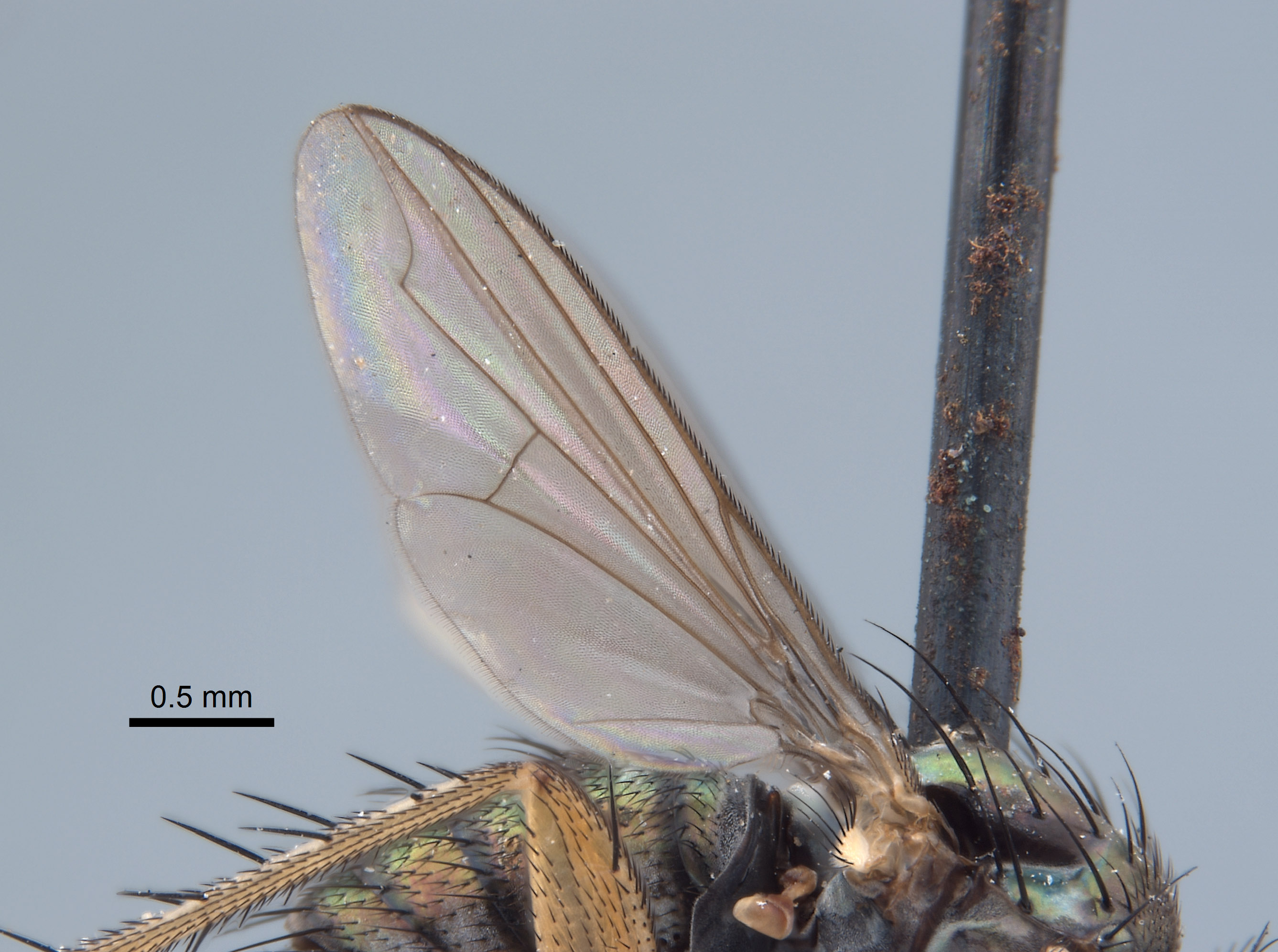 Paraclius maritimus image