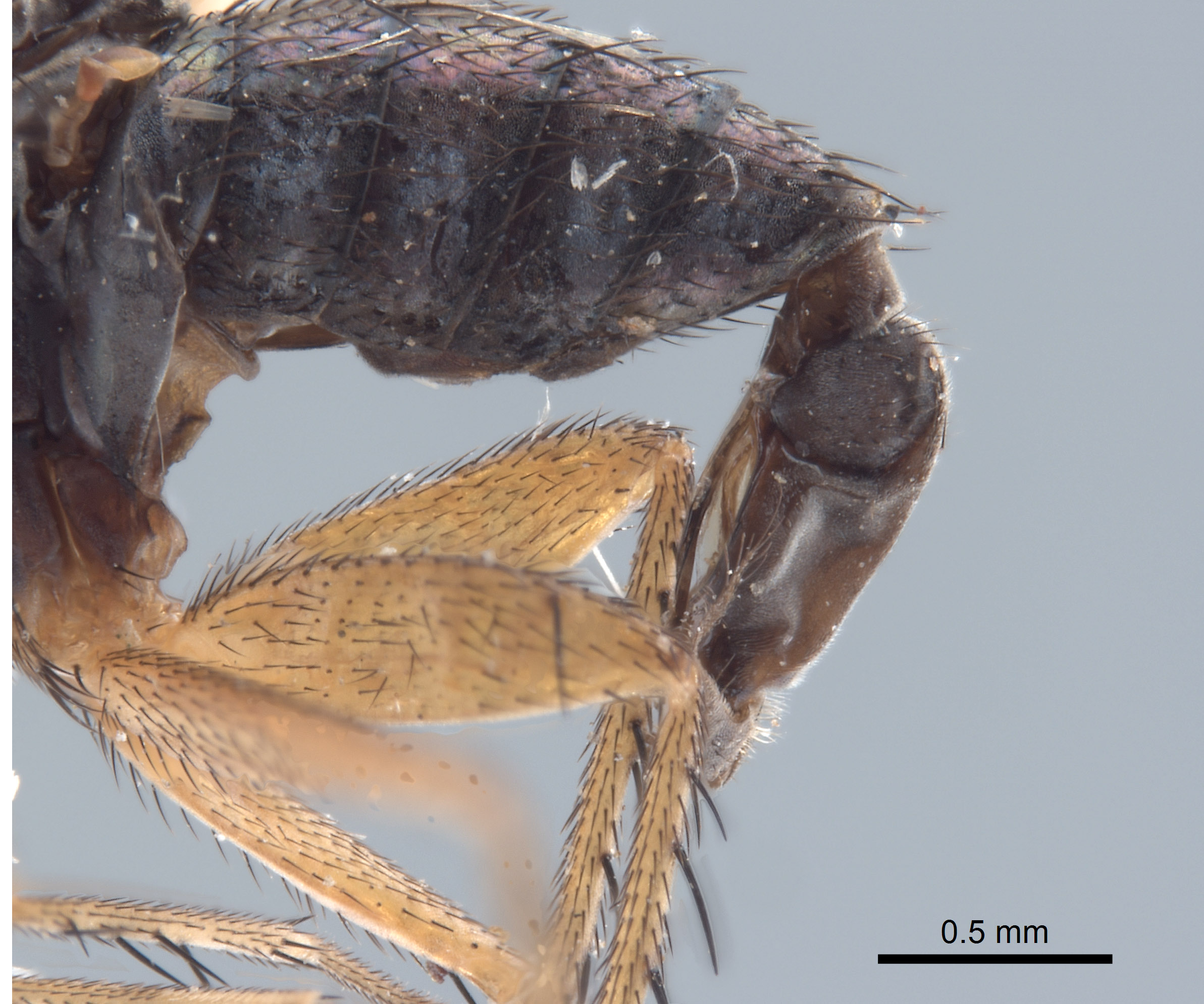 Paraclius hebes image