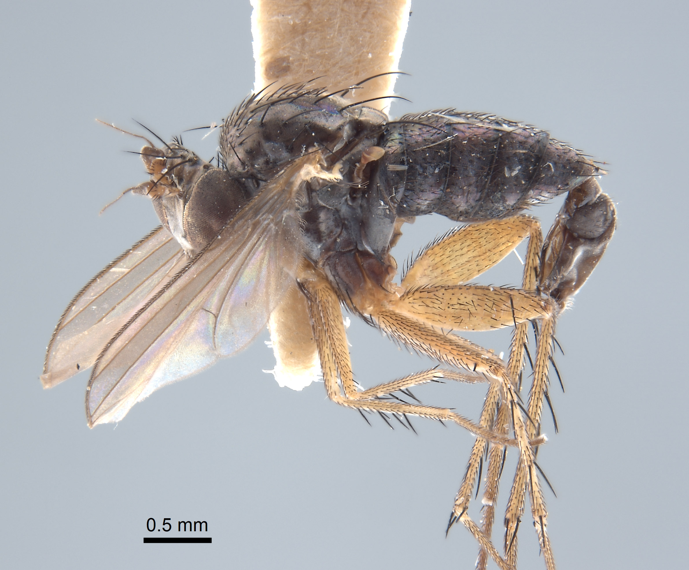 Paraclius hebes image