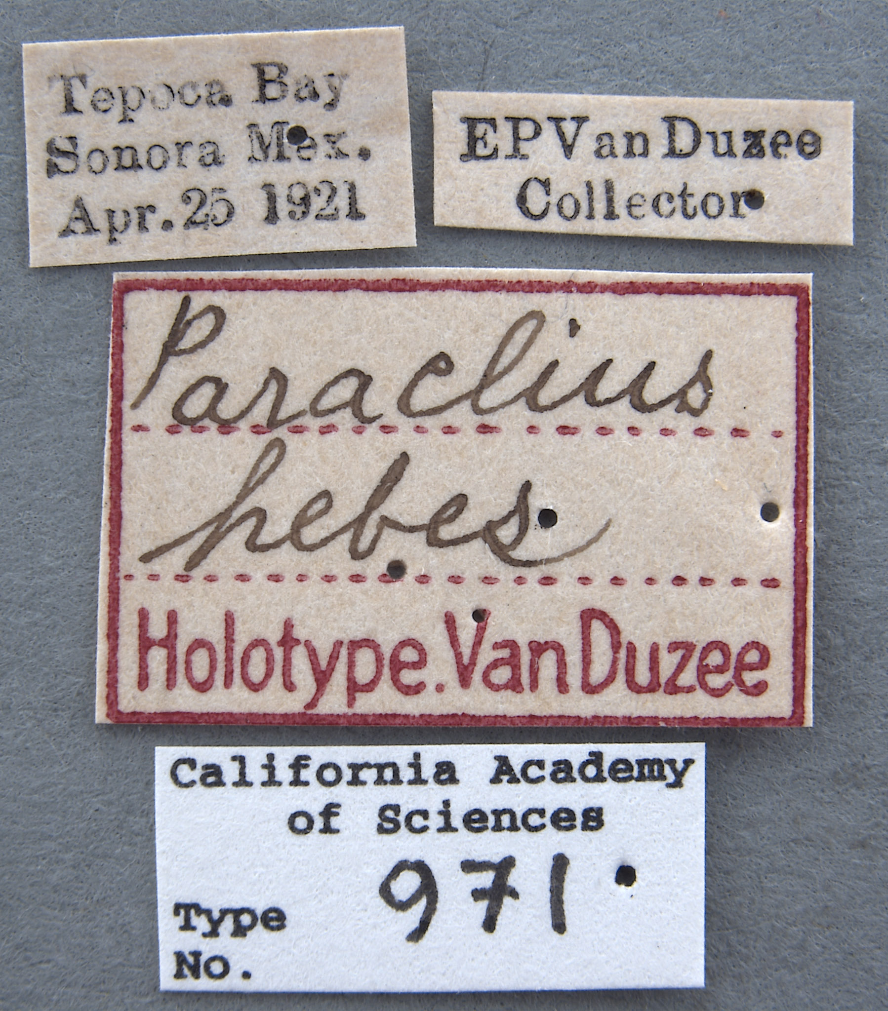 Paraclius hebes image