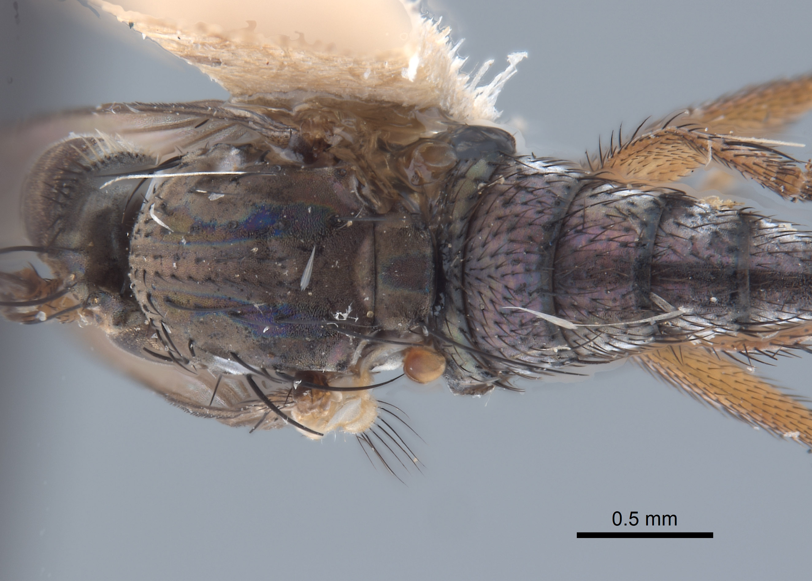 Paraclius hebes image