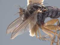 Paraclius hebes image