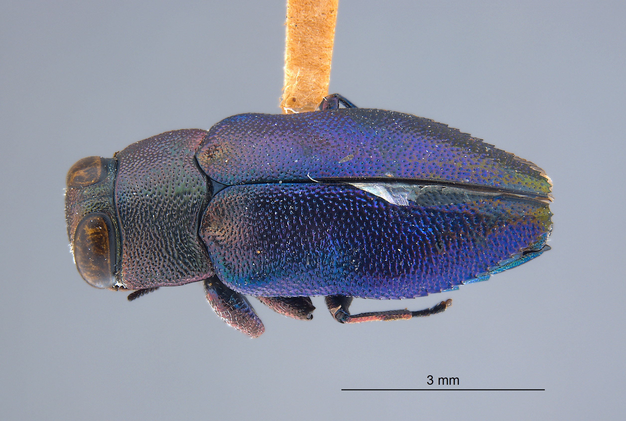 Chrysobothris bicolor image