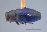 Chrysobothris bicolor image