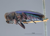 Chrysobothris bicolor image