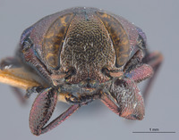 Chrysobothris bicolor image