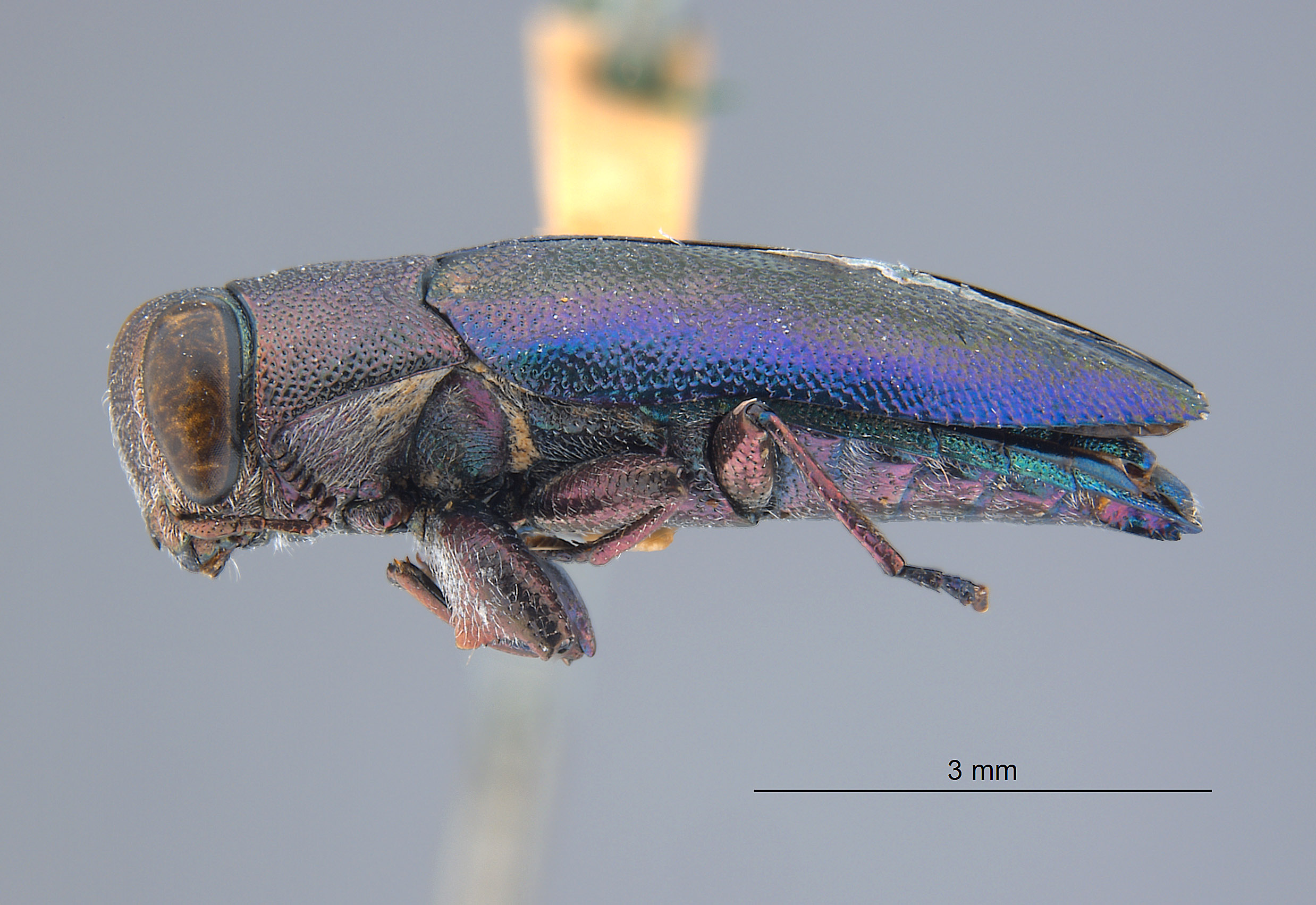 Chrysobothris bicolor image