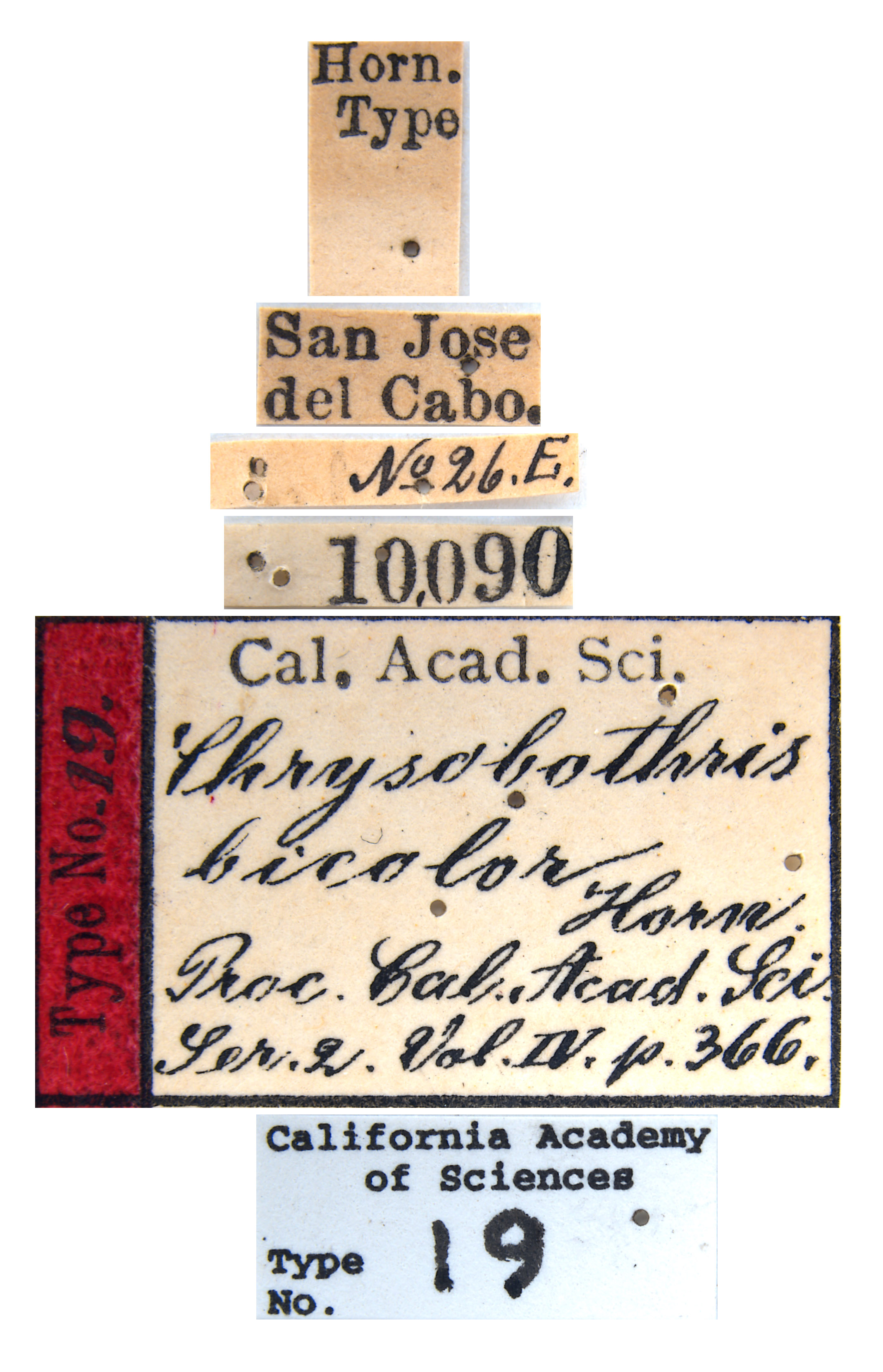 Chrysobothris bicolor image