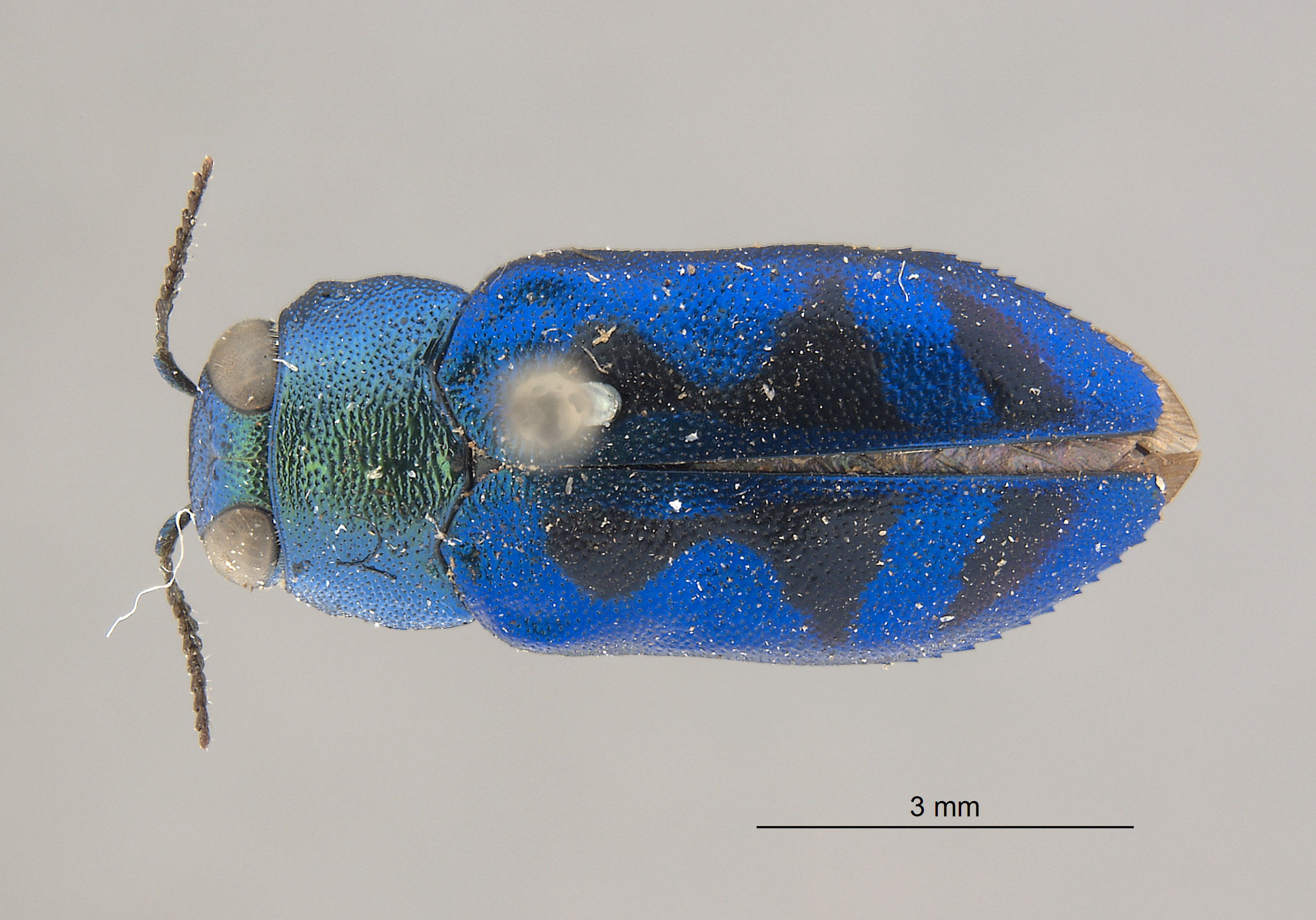 Chrysobothris lucana image